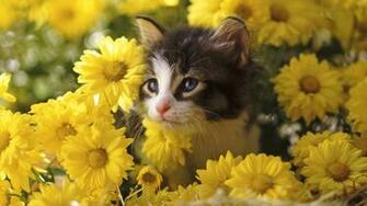 Cat Wallpaper