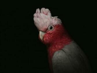 Cockatoo Parrot Bird Pink Portrait Funny Background Toppng