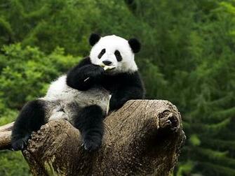 Description Panda Wallpaper HD Is A Hi Res For Pc Desktops