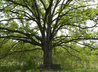 Oak Tree With Bench