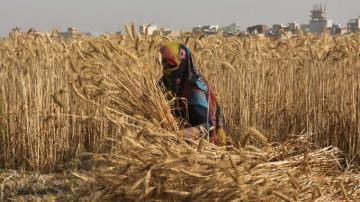 Heat Wave In India Threatens Residents And Crucial Wheat Harvest