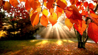 HD Fall Wallpaper