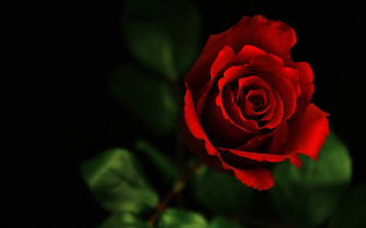 Nature Rose HD Wallpaper