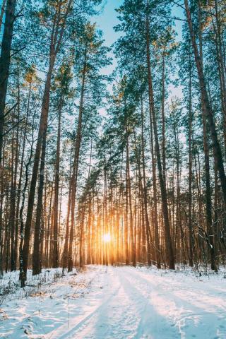 Beautiful Sunset Sunrise Sun Sunshine In Sunny Winter Snowy Coni