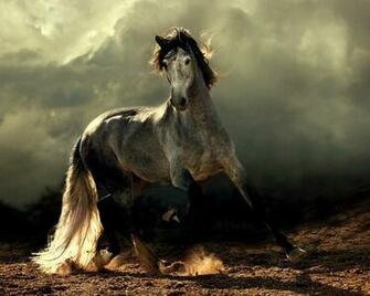 HD Horse Wallpaper Points