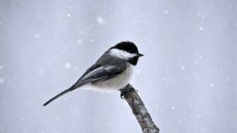 Bird In The Snow Wallpaper