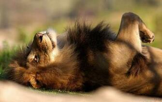 Funny Lion Wallpaper Screensavers Ventube