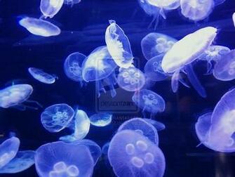 Moon Jellyfish Wallpaper HD Jelly By Alvi Chi