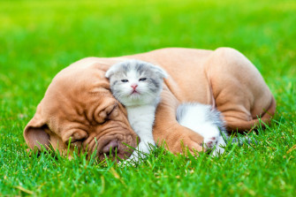 Puppy Baby Animal Love Friend Cute Kitten Dog Cat Wallpaper