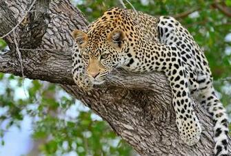 Wallpaper Leopard Big Cat Tree Cats