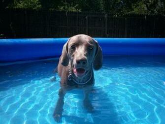 Weimaraner Dog Info The Wallpaper Best