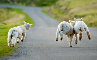 Road Baby Animal Lamb Sheep HD Wallpaper