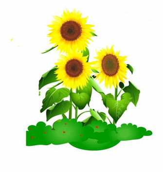 Common Sunflower Drawing Animation Seed Dibujo De