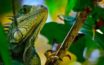 Green Iguana Wallpaper