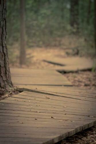 Life Path