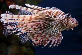 Lionfish Wallpaper