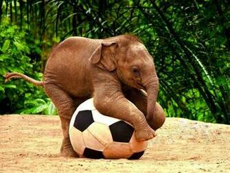 Cute Elephant Baby Kid Play With Football Wallpaper HD