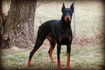 Warlock Doberman Pinscher HD Wallpaper