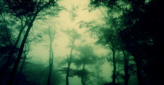 Dark Green Forest Wallpaper