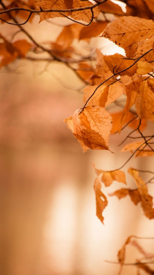 Fall iPhone Wallpaper Leaves