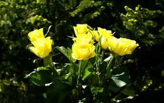 Yellow Roses Wallpaper Flower