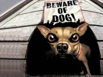 Funny Dog Wallpaper HD In