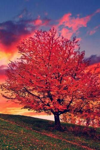 Warm Autumn On iPhone Yellow Morning Pictures
