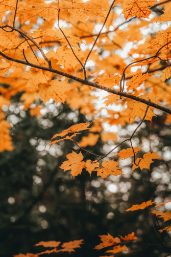 Fall Wallpaper
