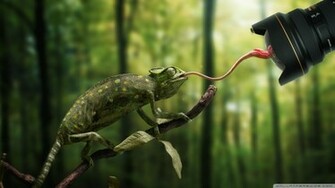 Chameleon Tongue Wallpaper HD Expert