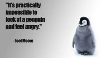 Penguin Funny Baby Chick Snow Cute Wallpaper
