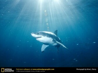 Great White Shark Picture Desktop Wallpaper