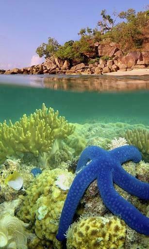 Barrier Reef Live Wallpaper For Android By Shaaf