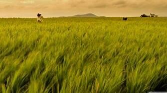 Rice Field Philippines 4k HD Desktop Wallpaper For Ultra