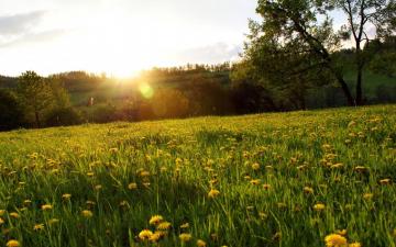 Fantastic Flower Field Computer Wallpaper Desktop