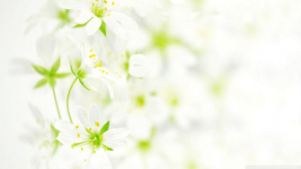 White Flower Wallpaper