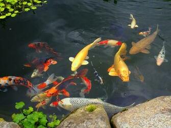 Live Koi Fish Swimming Dad Can Take Home A Decorative