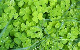 Green Nature Desktop Wallpaper HD Background Of Your