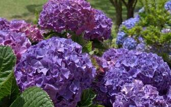 Hydrangea Flowers Wallpaper Archives HDwallsource