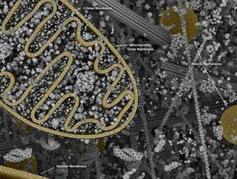 Cellular Landscapes Mitochondria
