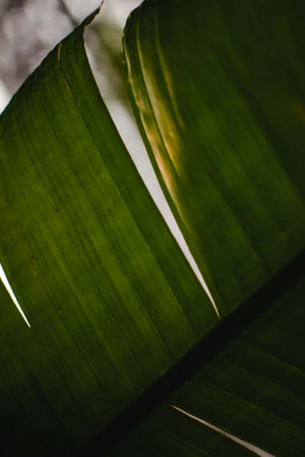 Banana Leaf Background Wallpaper