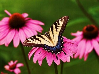 Flower Lovers Flowers Butterfly Natural Beauty Desktop Wallpaper