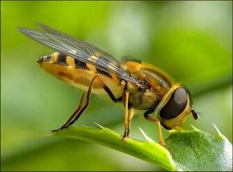 Bee Wallpaper Bees