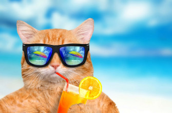 Cute Summer Desktop Wallpaper