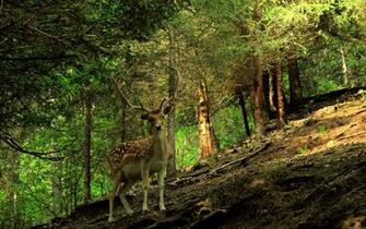 Forest Animals Deer Wallpaper