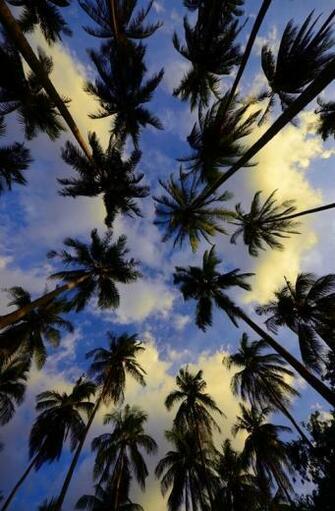 Palm Trees iPhone Wallpaper