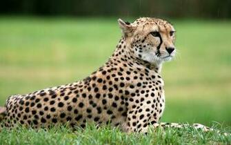 Wildlife Of The World Cheetah Wallpaper Desktop