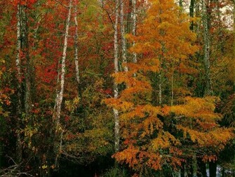 Hope You Enjoy This Fall Scene Wallpaper From Our Autumn