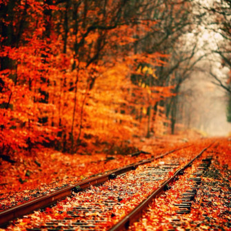 Embrace The Beauty Of Autumn Season Wallpaper