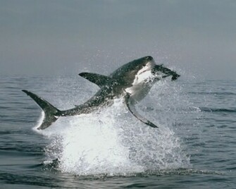 Probably Don T Holler Out For Mommy Photo By Shark Wallpaper