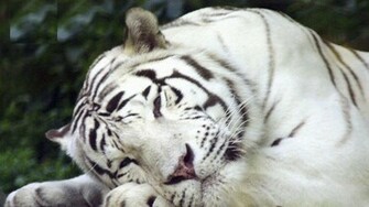 White Tiger Wallpaper Widescreen Weddingdressin